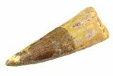 Fossil Spinosaurus Tooth - Real Dinosaur Tooth #353112-1